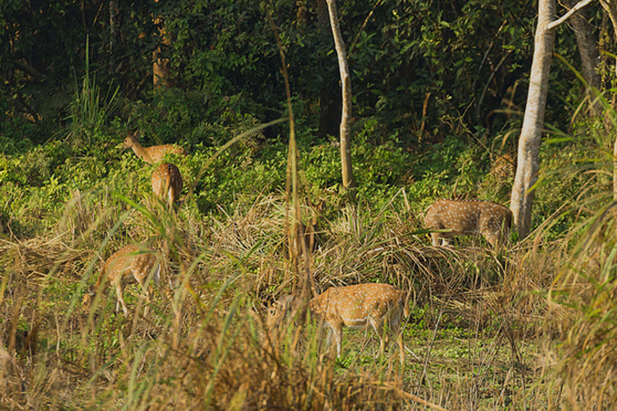 Jungle Safari Trips