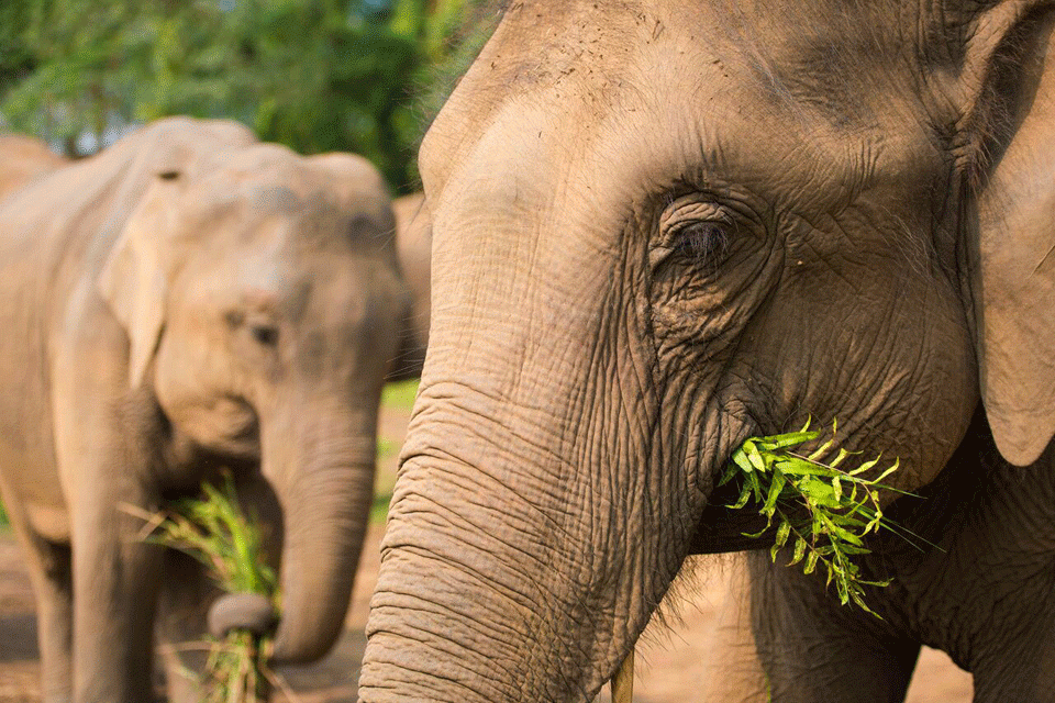 Elephant Day Camp