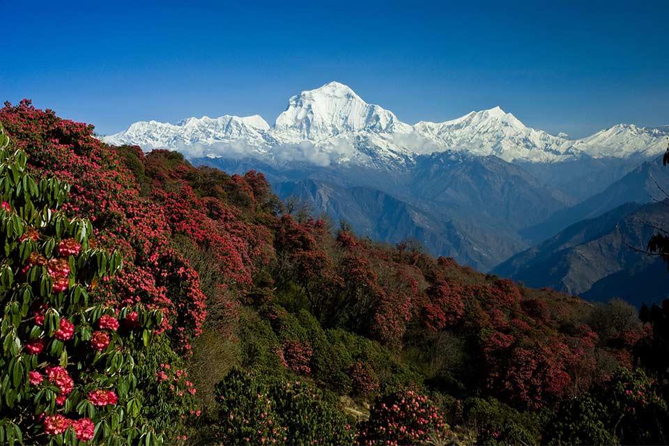 trek to ghorepani