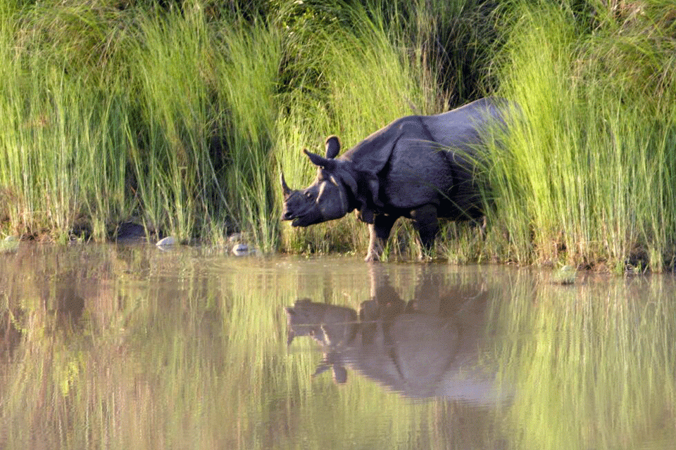 Bardiya National Park Safari